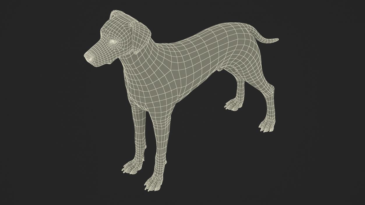 Dalmatian Dog Fur 2 3D model