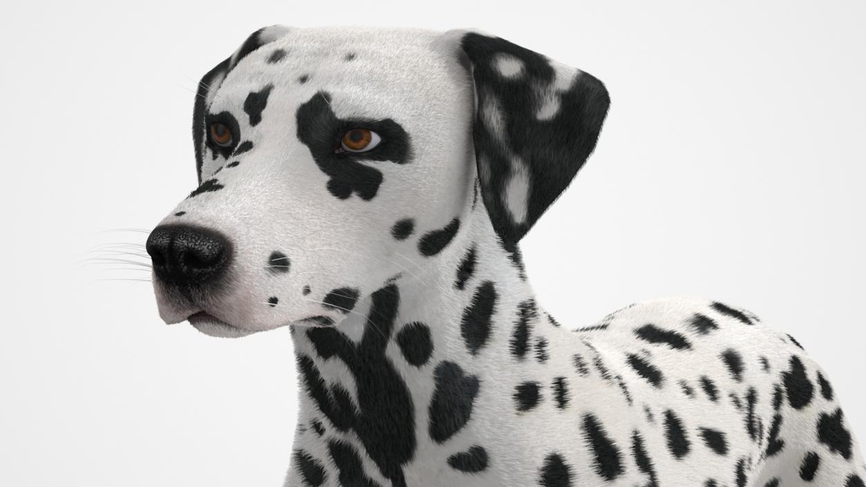 Dalmatian Dog Fur 2 3D model