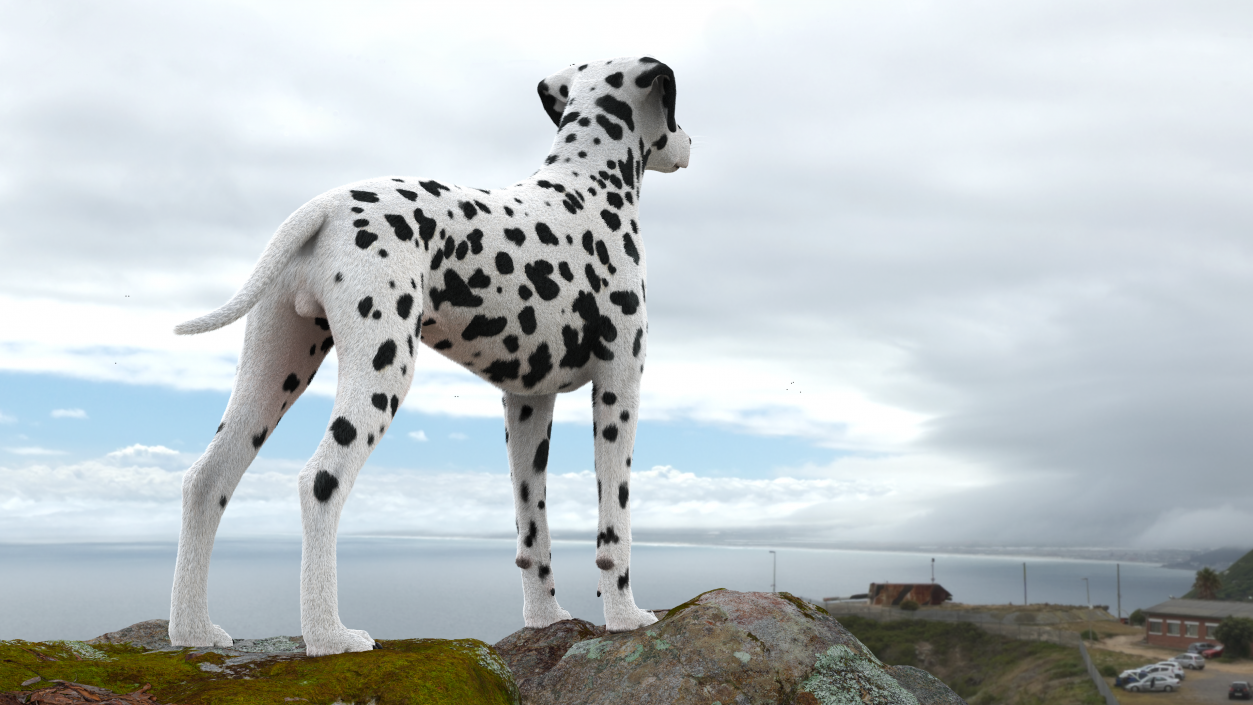 Dalmatian Dog Fur 2 3D model