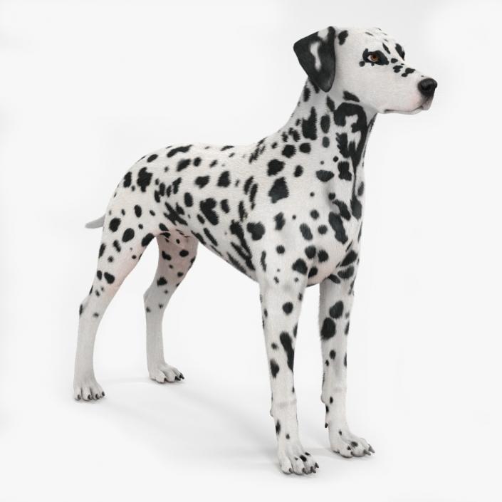 Dalmatian Dog Fur 2 3D model