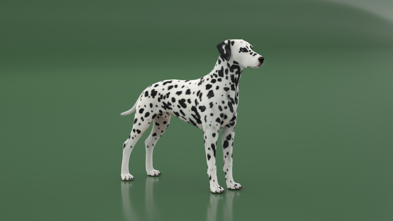 Dalmatian Dog Fur 2 3D model