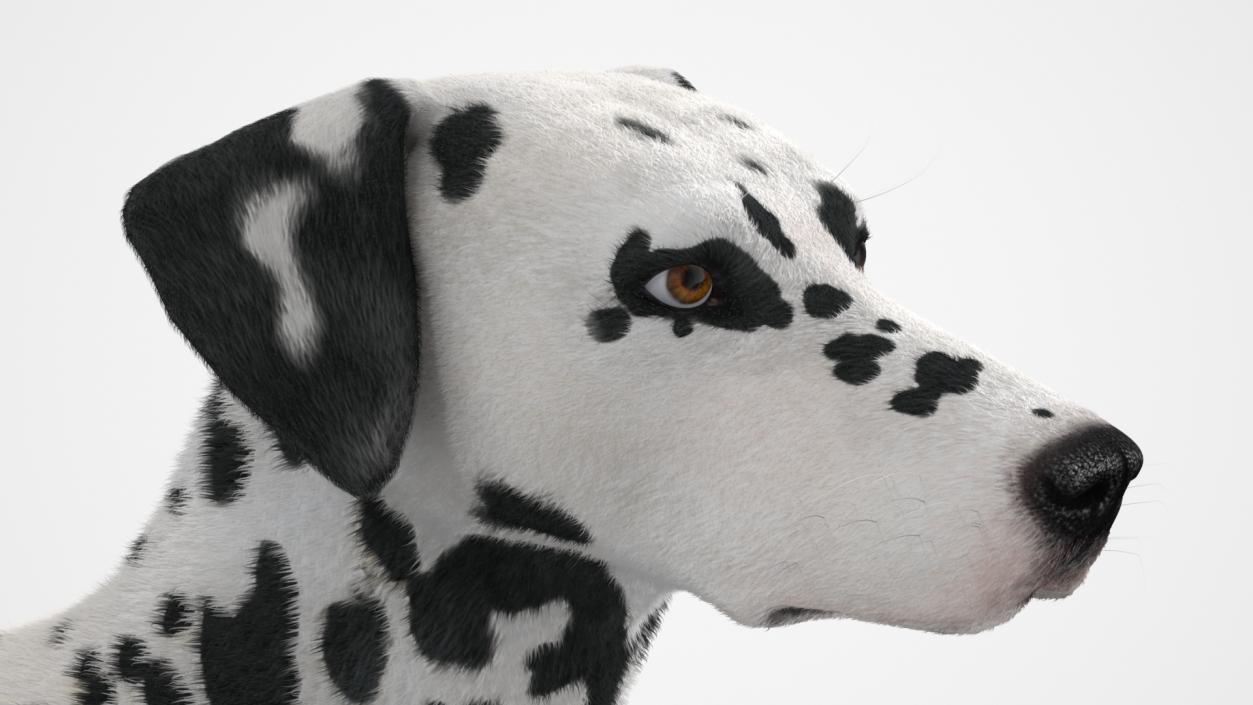 Dalmatian Dog Fur 2 3D model