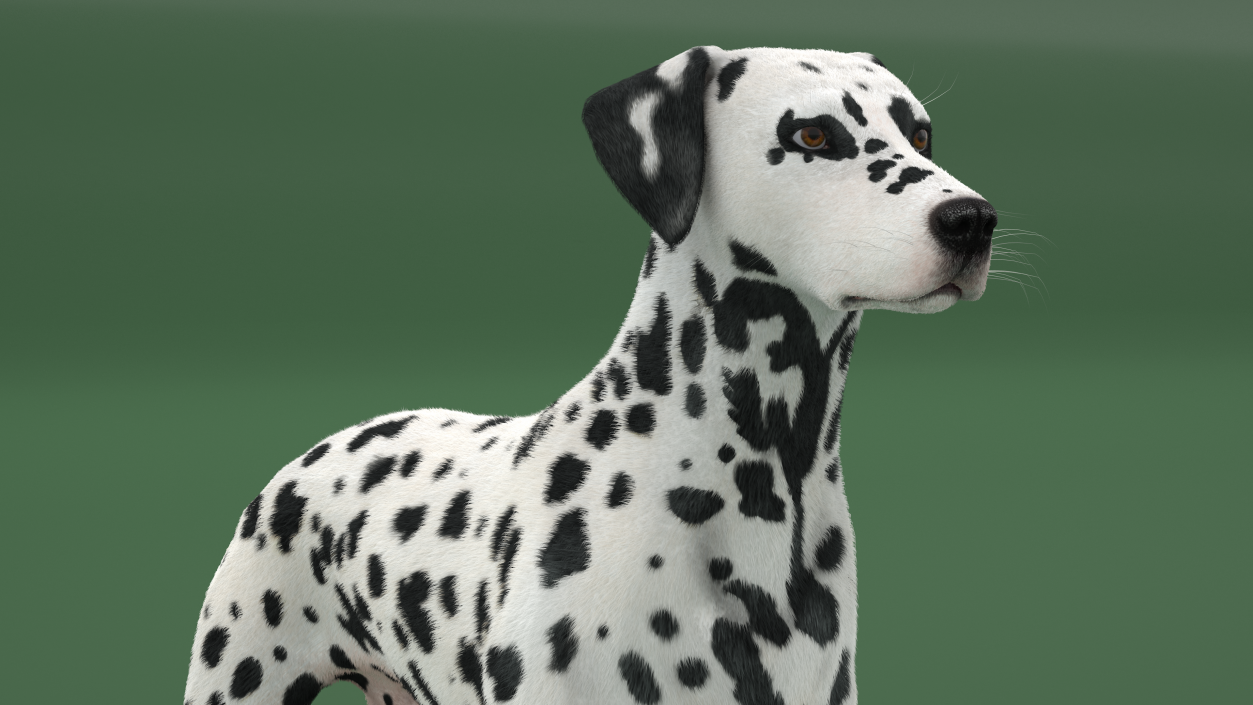 Dalmatian Dog Fur 2 3D model