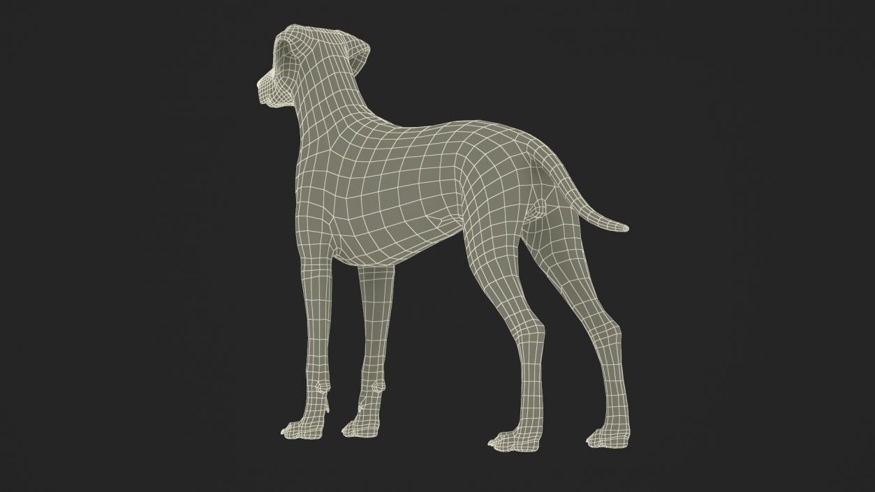 Dalmatian Dog Fur 2 3D model