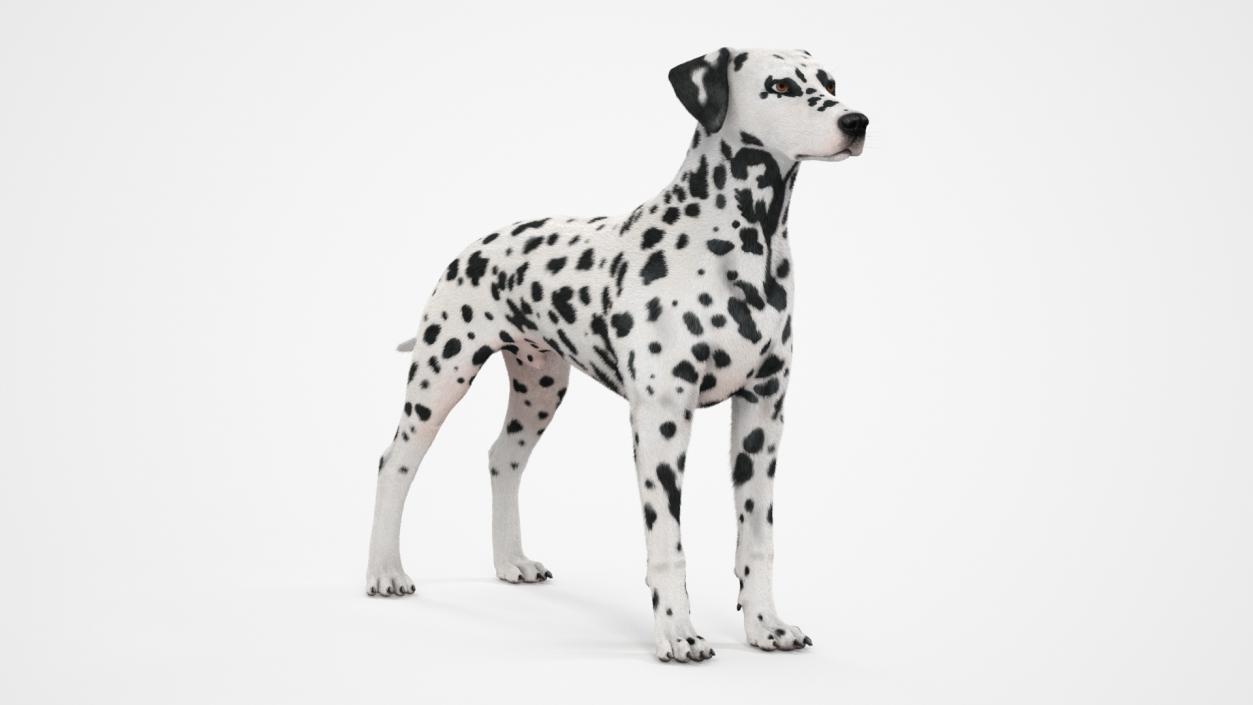 Dalmatian Dog Fur 2 3D model