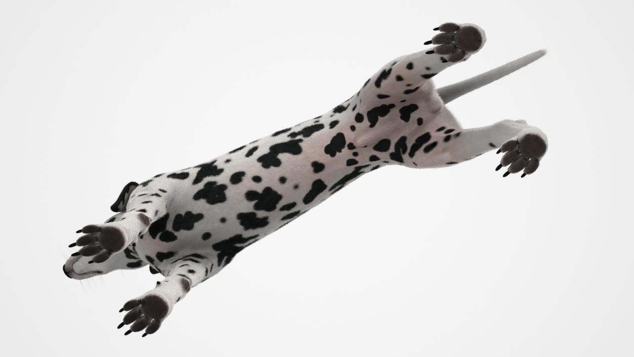 Dalmatian Dog Fur 2 3D model