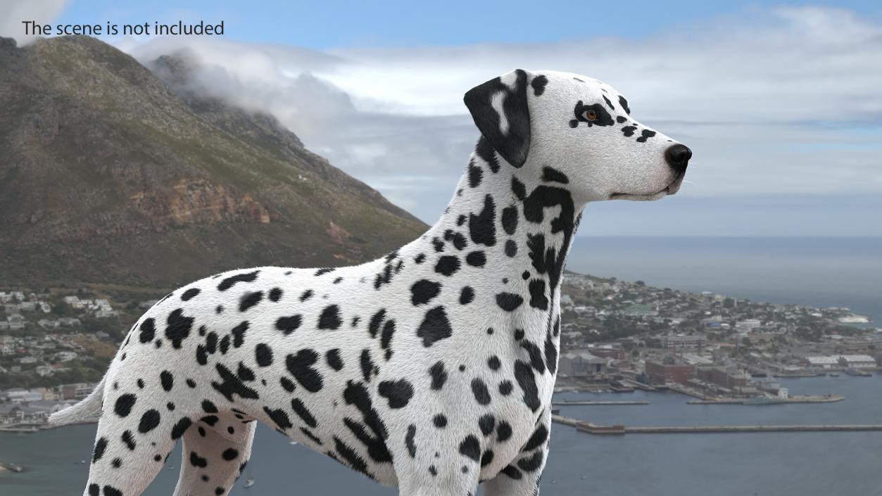 Dalmatian Dog Fur 2 3D model