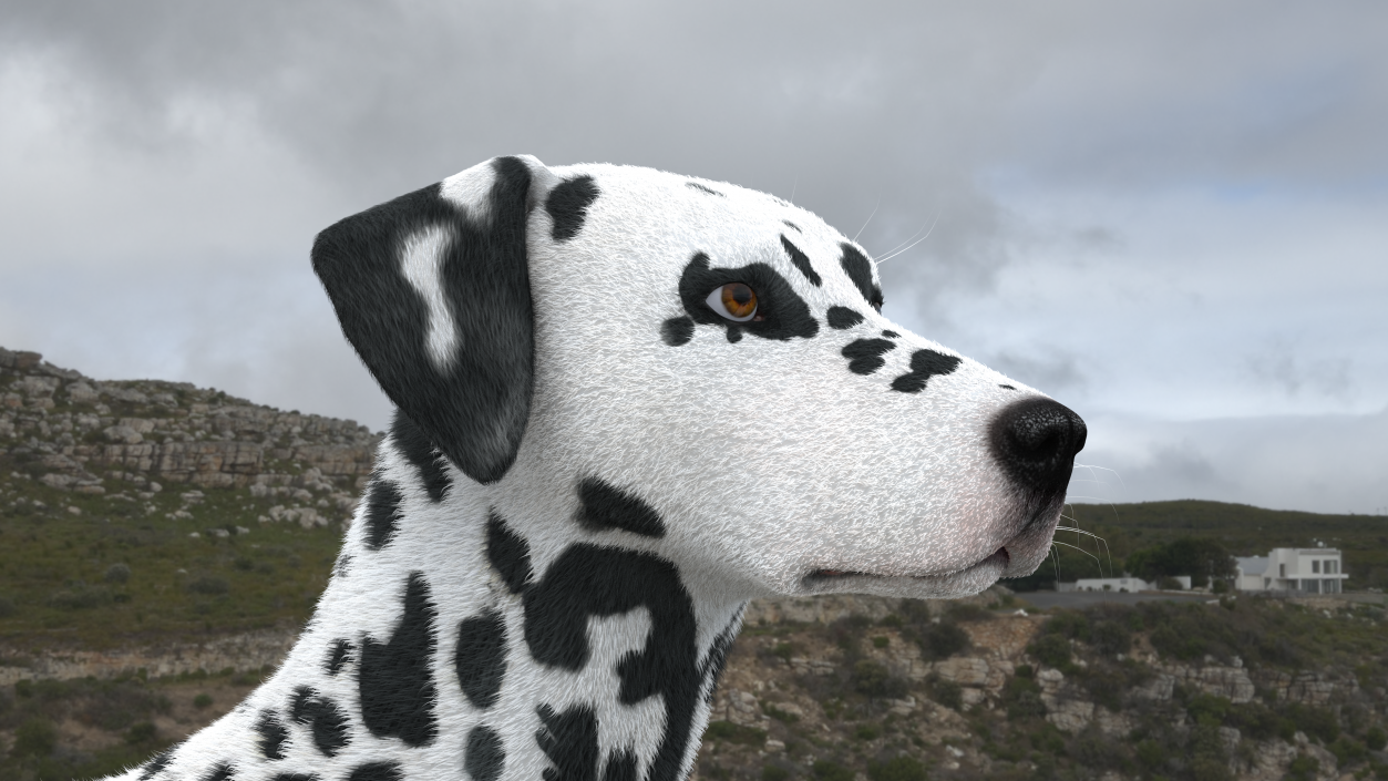 Dalmatian Dog Fur 2 3D model