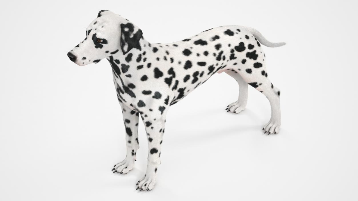 Dalmatian Dog Fur 2 3D model