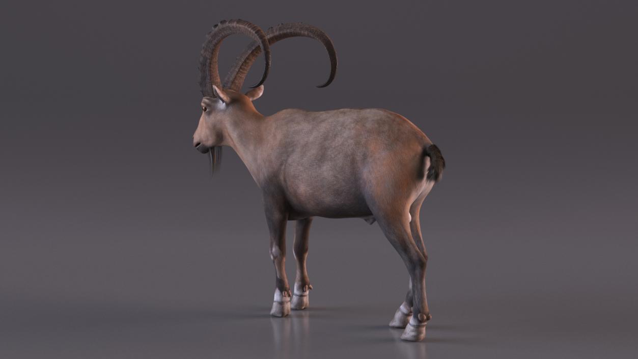 Alpine Ibex Stand Pose 2 3D model