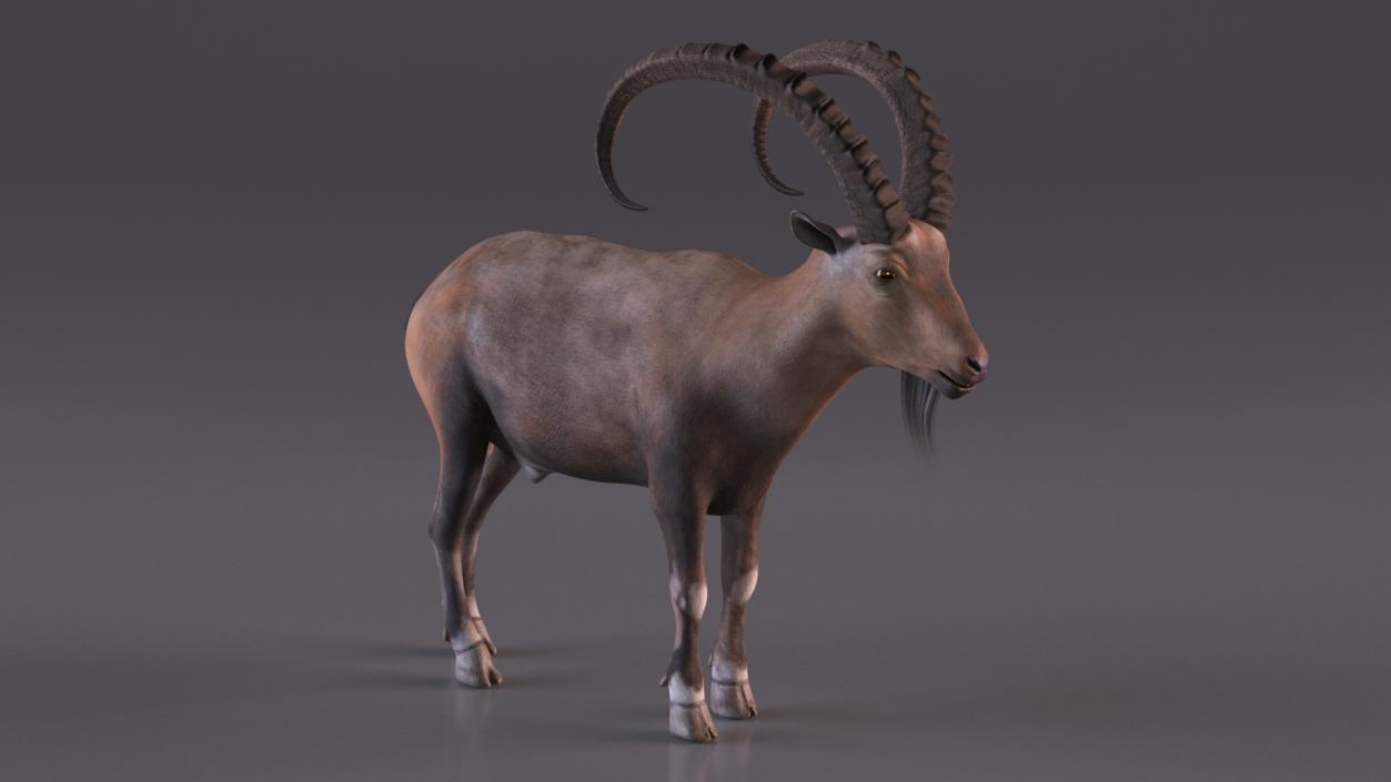 Alpine Ibex Stand Pose 2 3D model