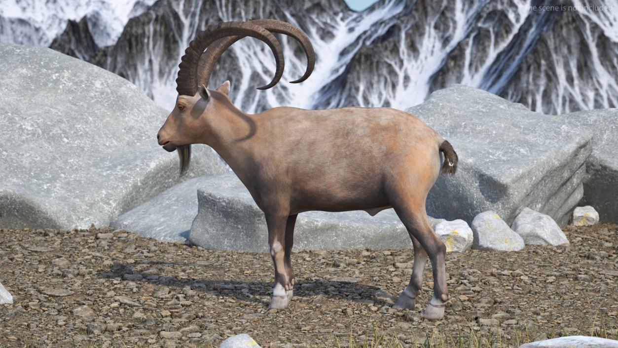 Alpine Ibex Stand Pose 2 3D model