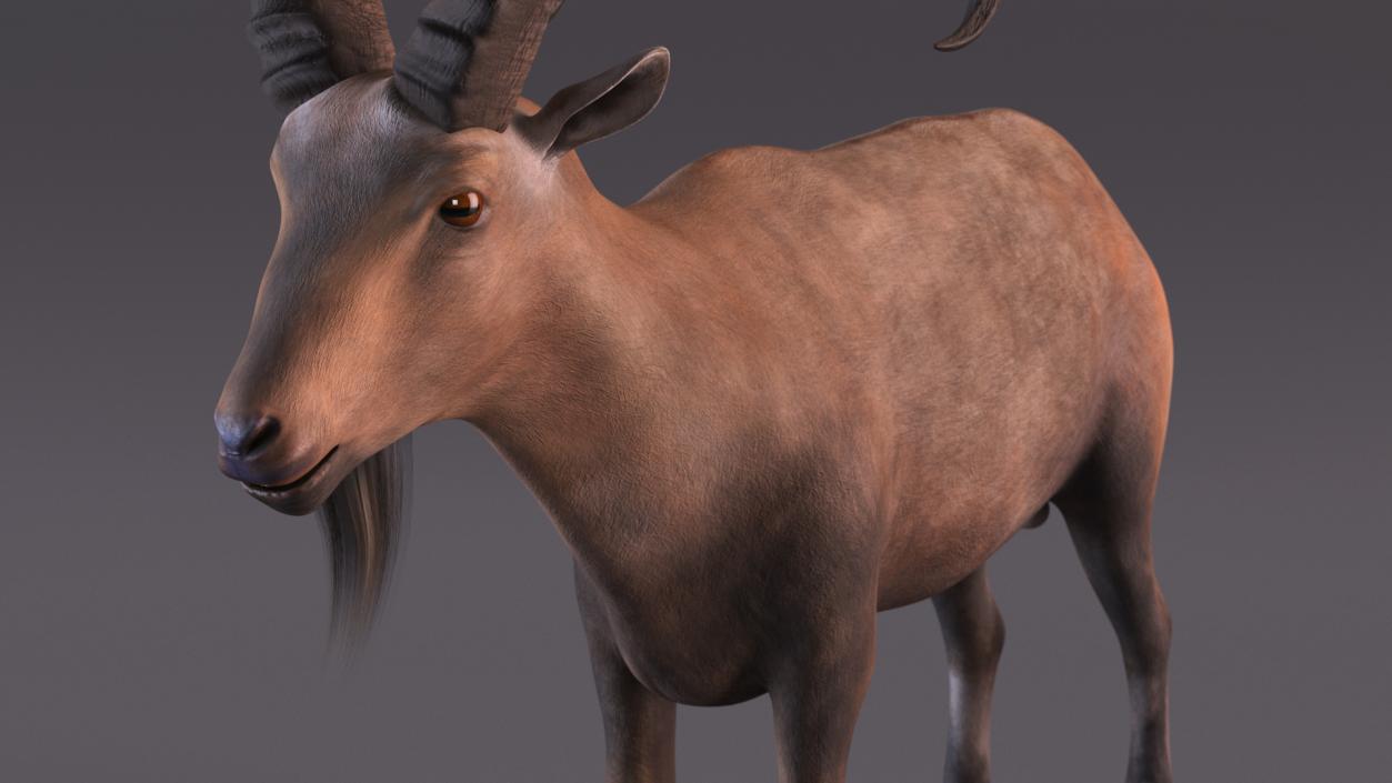 Alpine Ibex Stand Pose 2 3D model