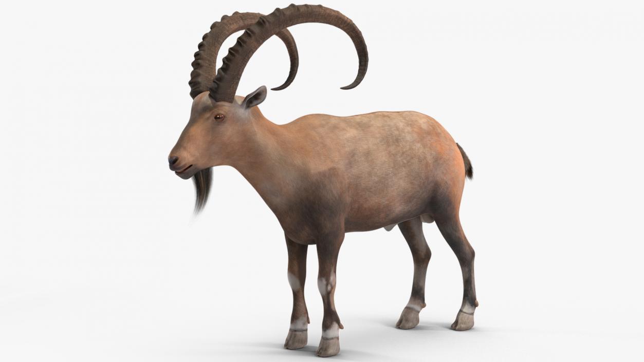 Alpine Ibex Stand Pose 2 3D model