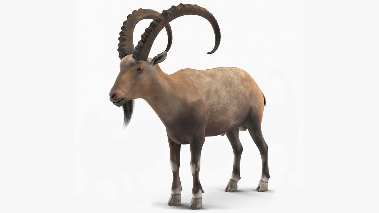 Alpine Ibex Stand Pose 2 3D model