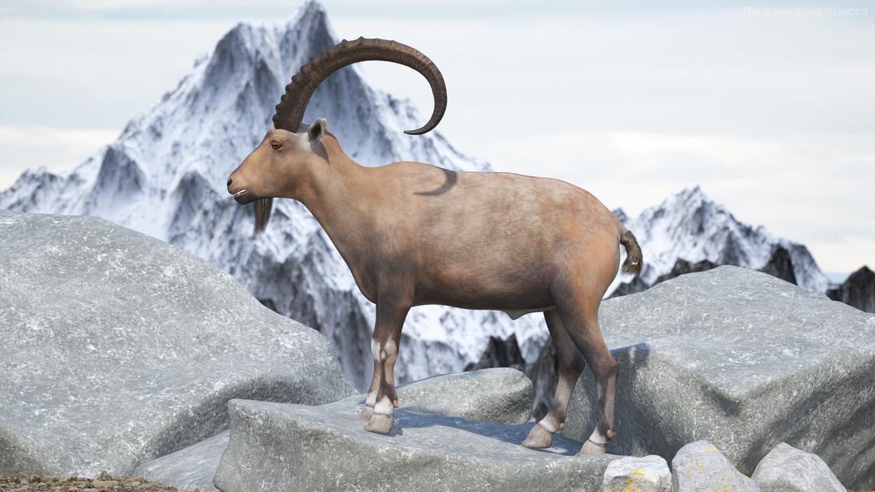 Alpine Ibex Stand Pose 2 3D model