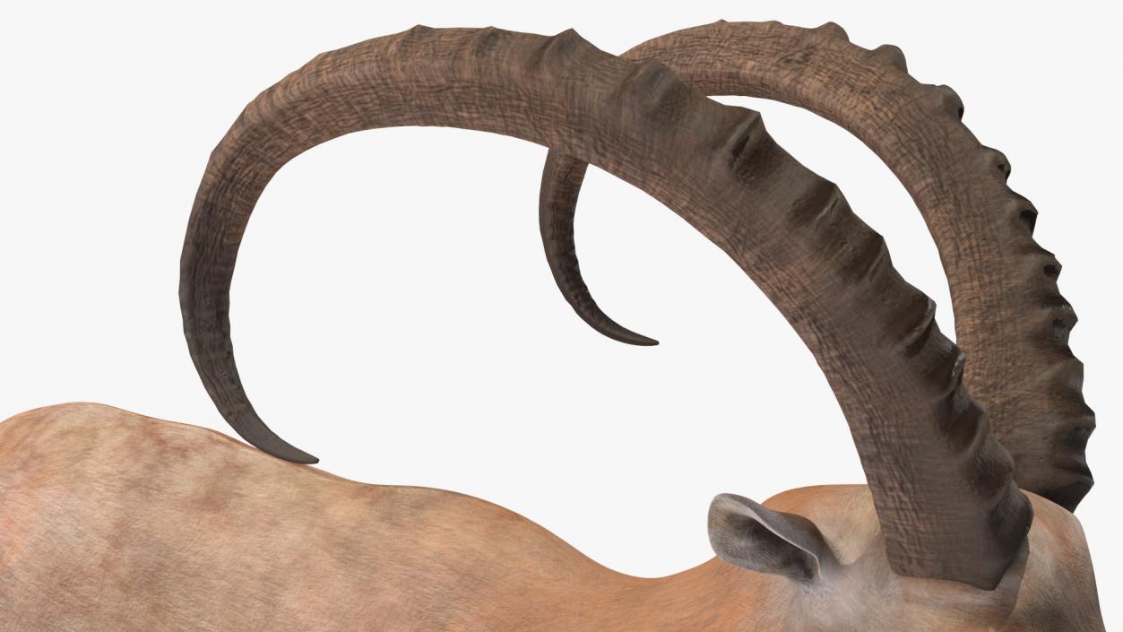 Alpine Ibex Stand Pose 2 3D model