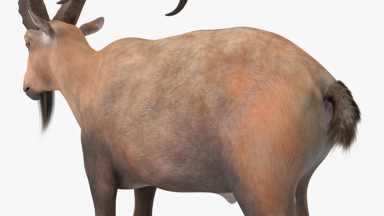 Alpine Ibex Stand Pose 2 3D model