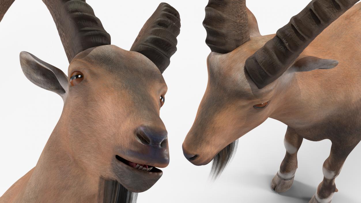 Alpine Ibex Stand Pose 2 3D model