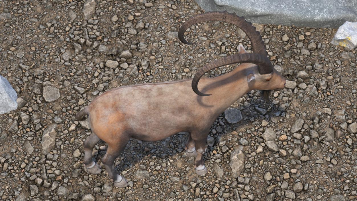 Alpine Ibex Stand Pose 2 3D model