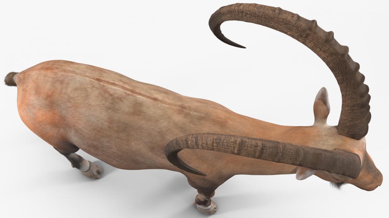 Alpine Ibex Stand Pose 2 3D model