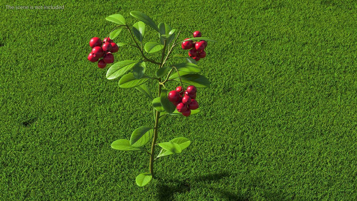 Cranberry Bush 3D model