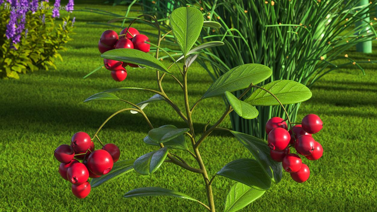 Cranberry Bush 3D model