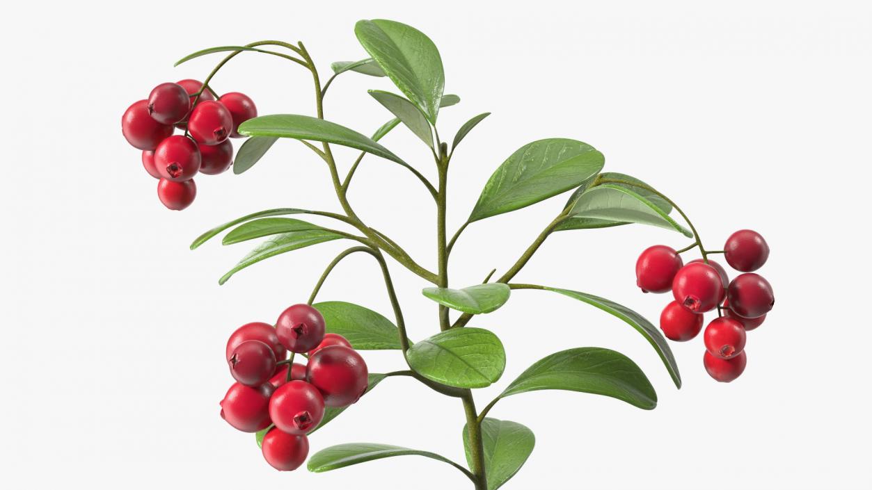 Cranberry Bush 3D model