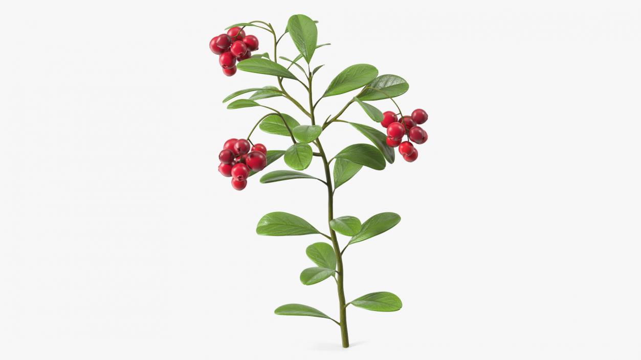 Cranberry Bush 3D model