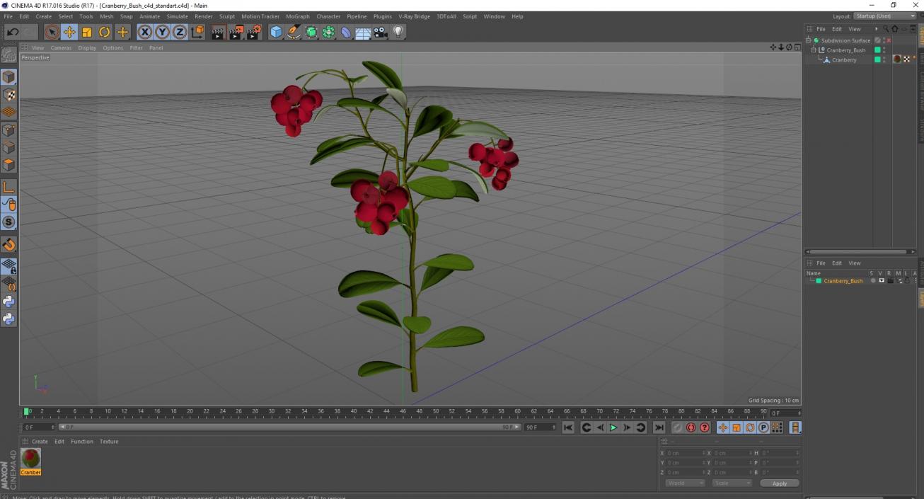 Cranberry Bush 3D model