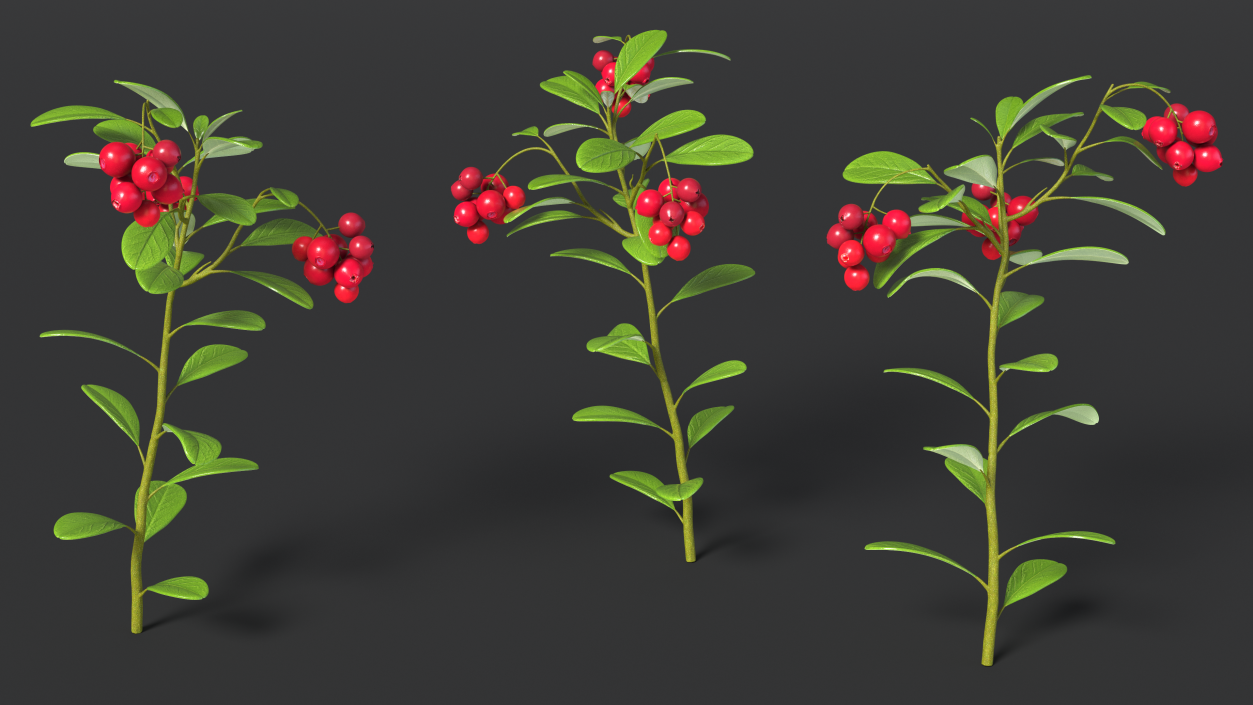 Cranberry Bush 3D model