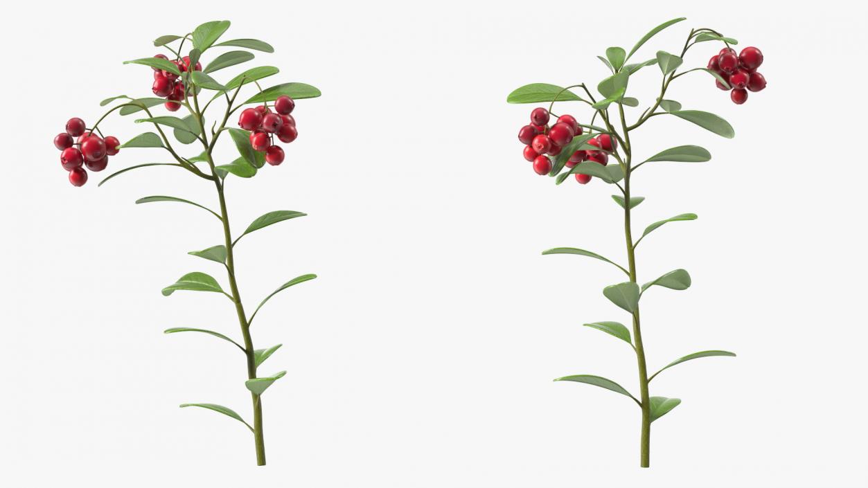 Cranberry Bush 3D model