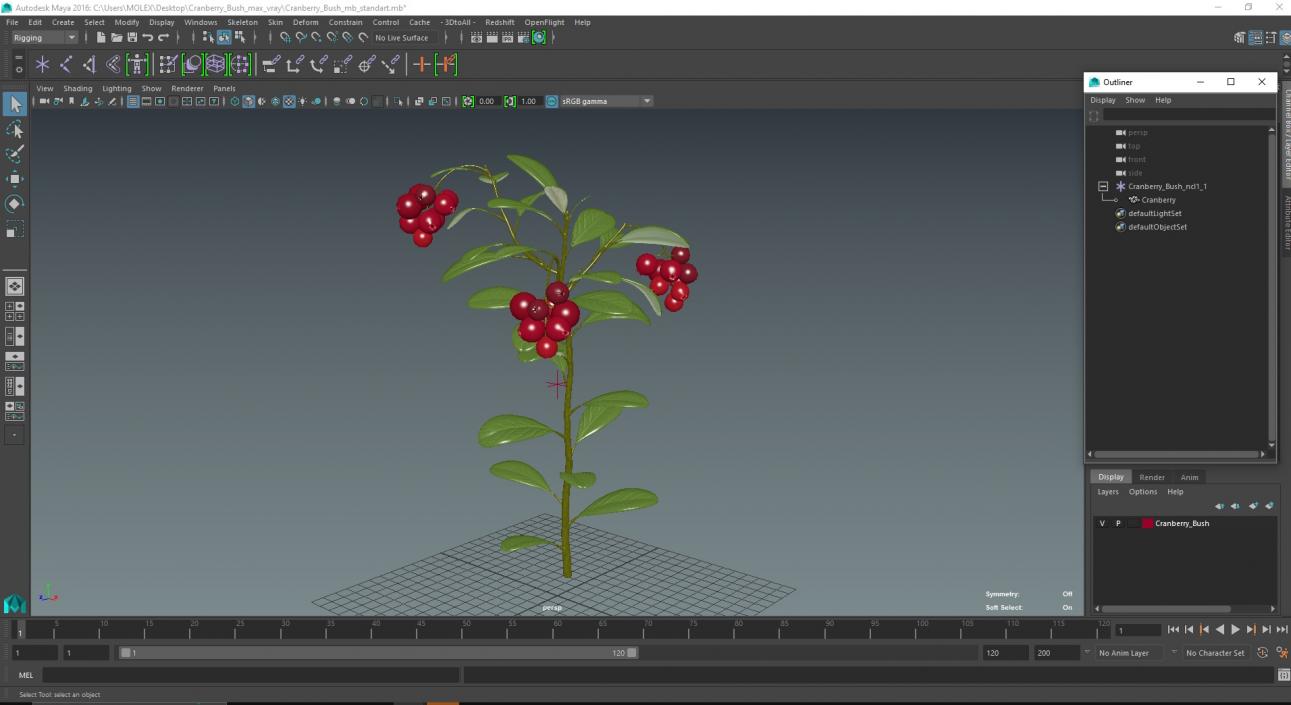 Cranberry Bush 3D model