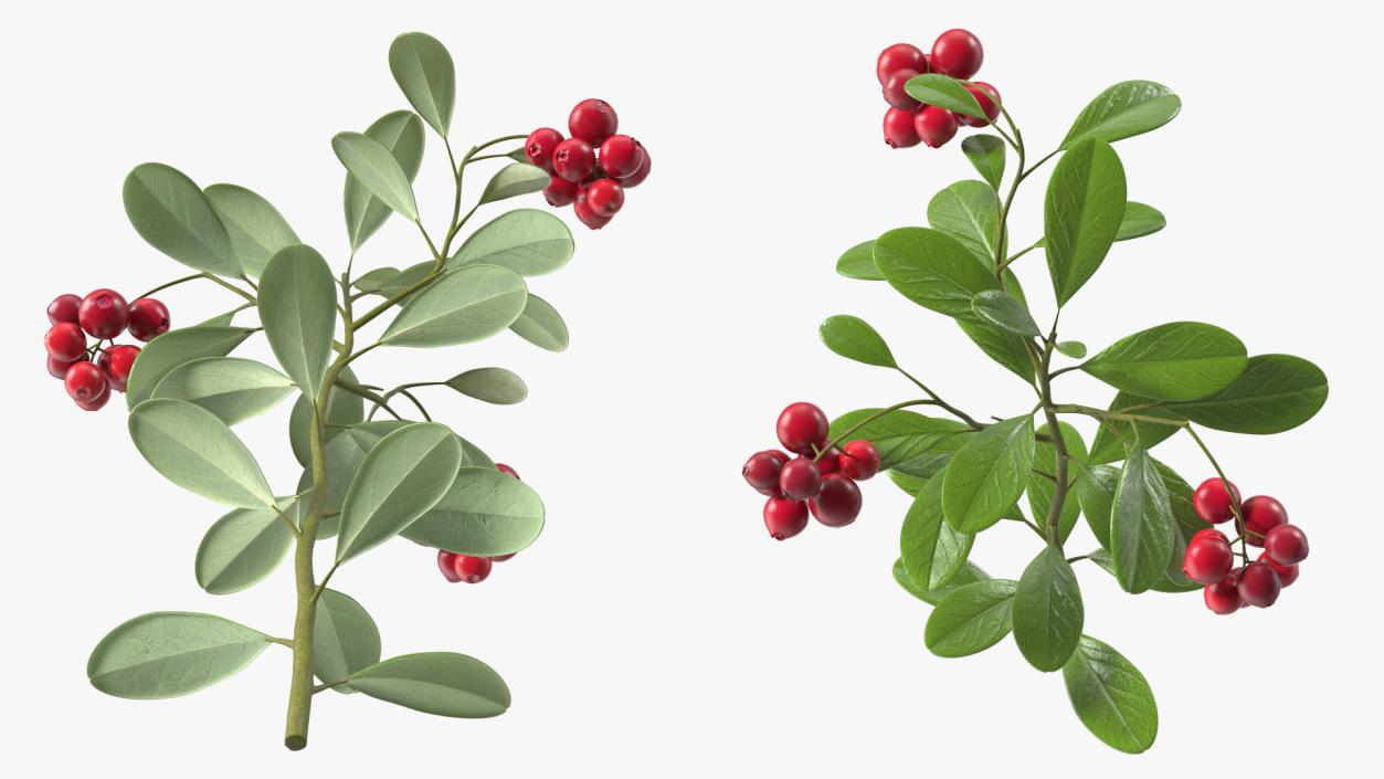 Cranberry Bush 3D model