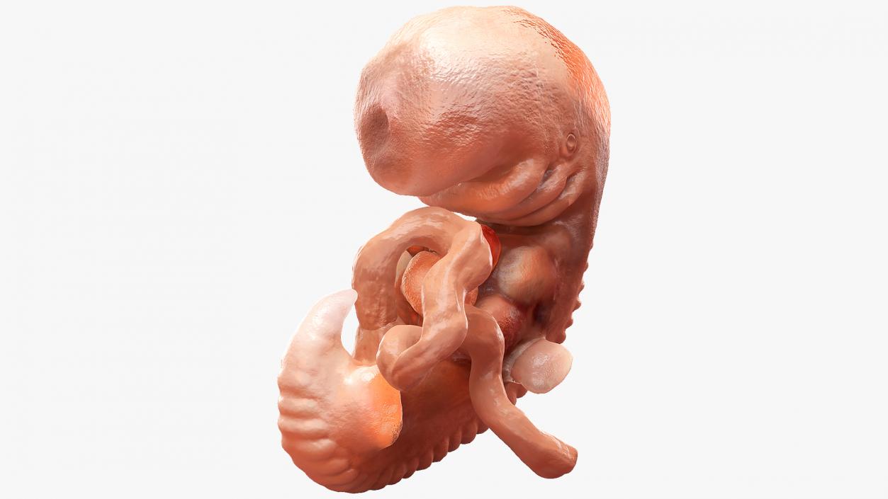 3D model Human Embryo 4 Weeks