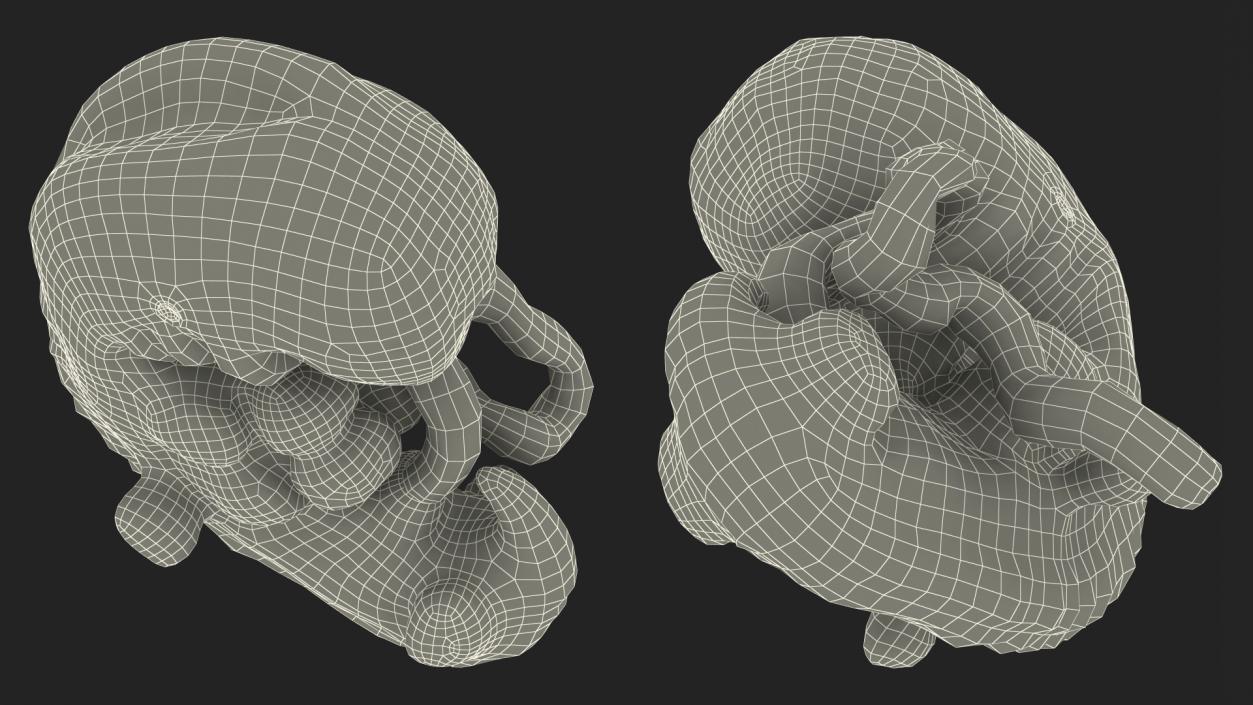 3D model Human Embryo 4 Weeks