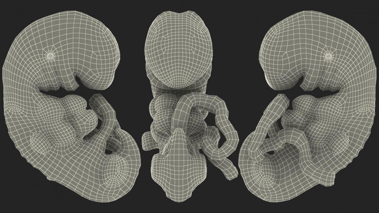 3D model Human Embryo 4 Weeks