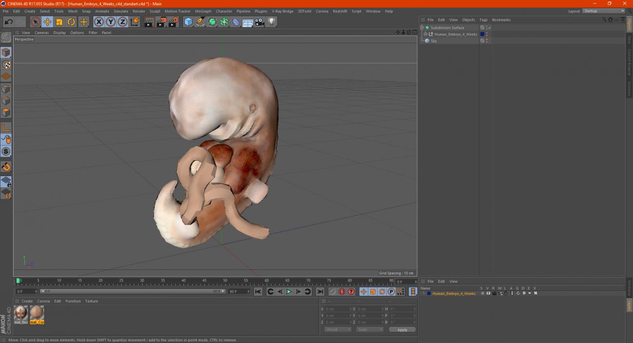 3D model Human Embryo 4 Weeks