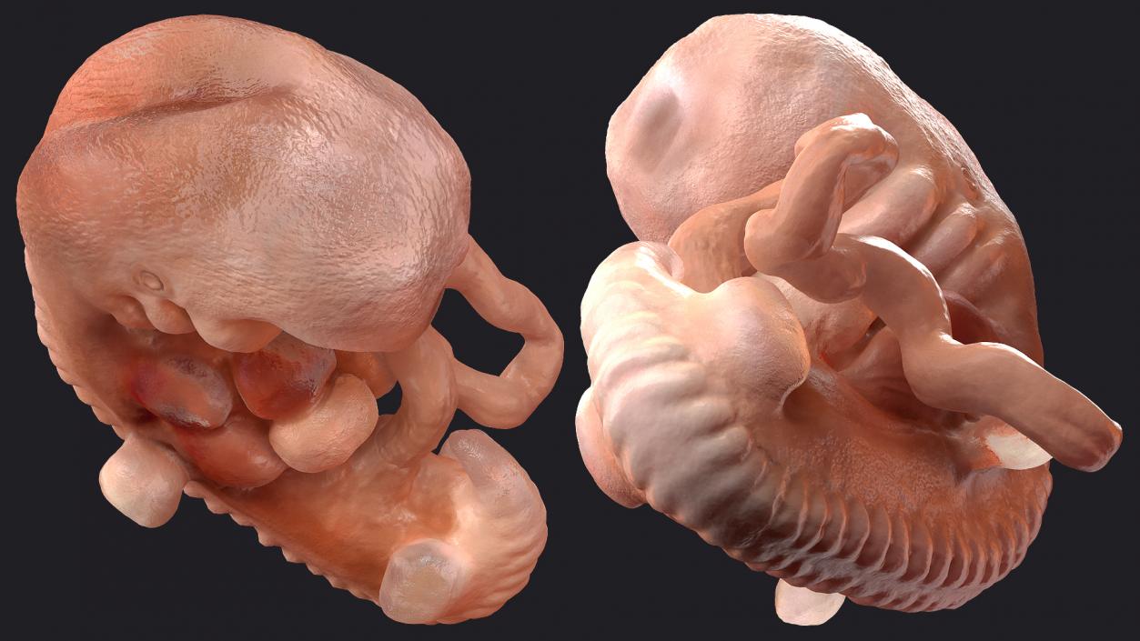 3D model Human Embryo 4 Weeks