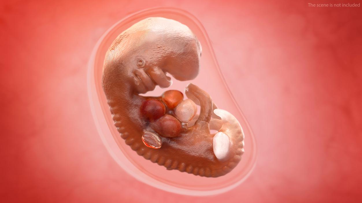 3D model Human Embryo 4 Weeks