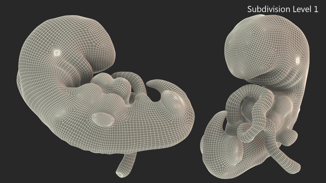 3D model Human Embryo 4 Weeks