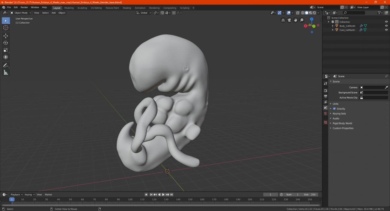 3D model Human Embryo 4 Weeks