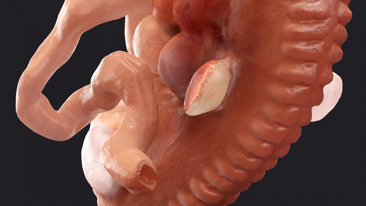 3D model Human Embryo 4 Weeks