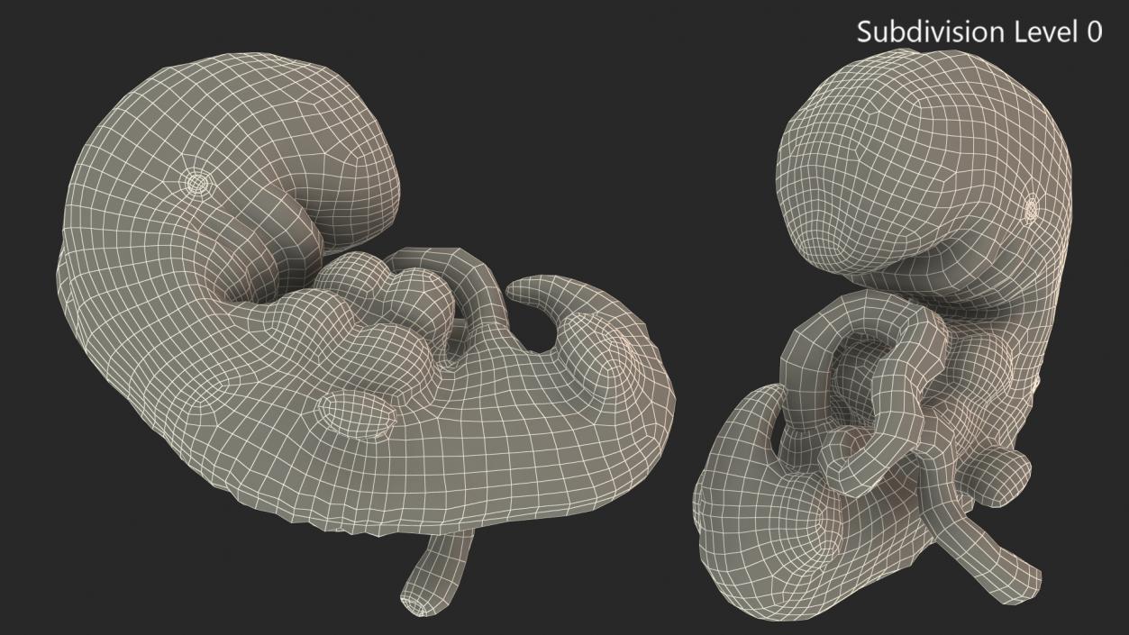 3D model Human Embryo 4 Weeks