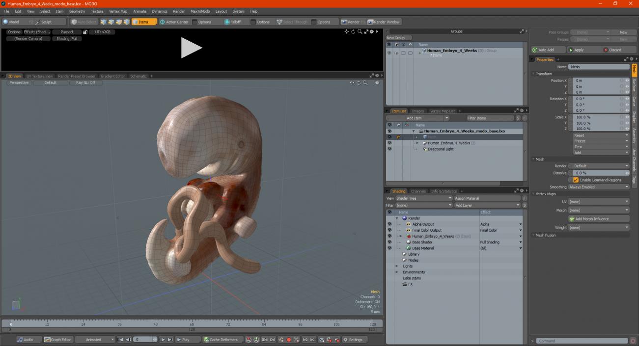 3D model Human Embryo 4 Weeks