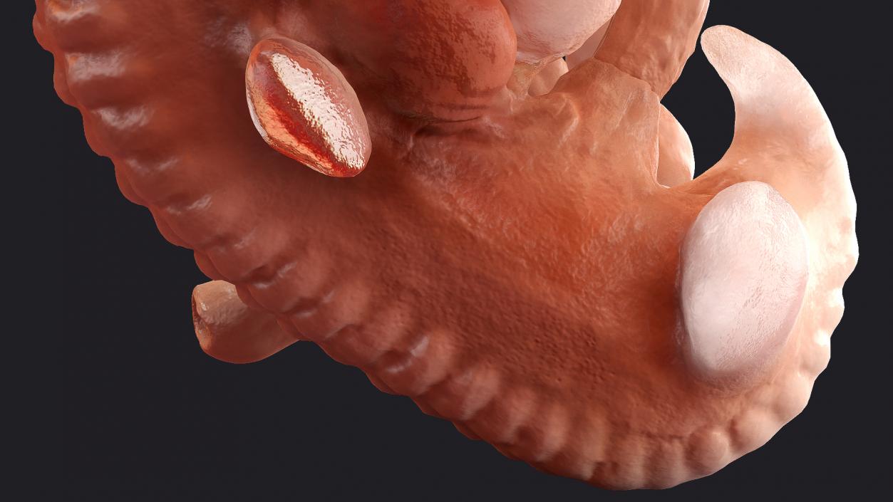 3D model Human Embryo 4 Weeks