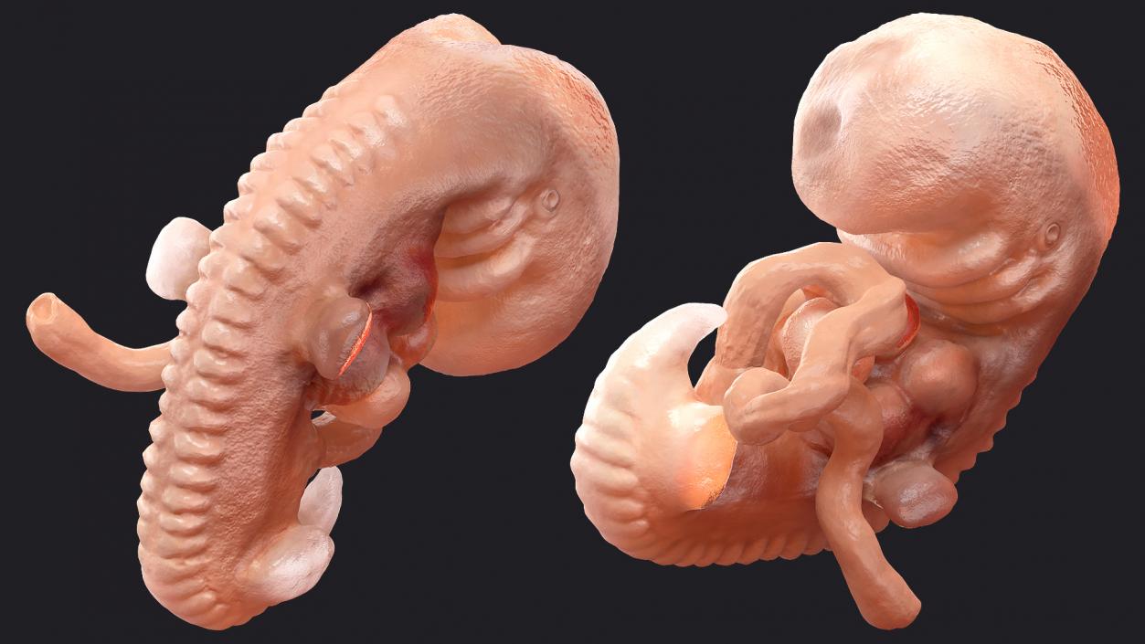 3D model Human Embryo 4 Weeks