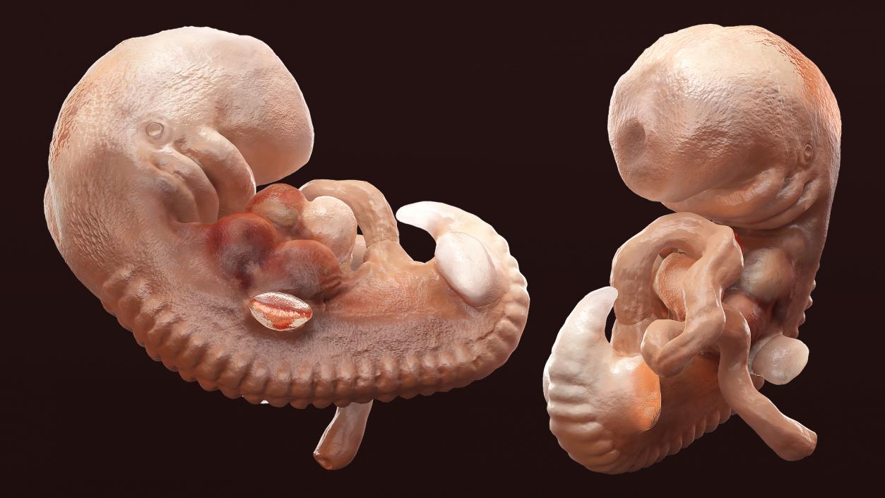 3D model Human Embryo 4 Weeks