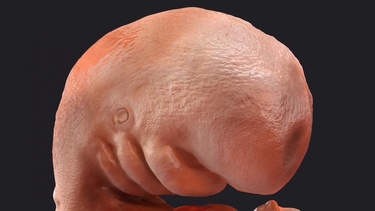 3D model Human Embryo 4 Weeks