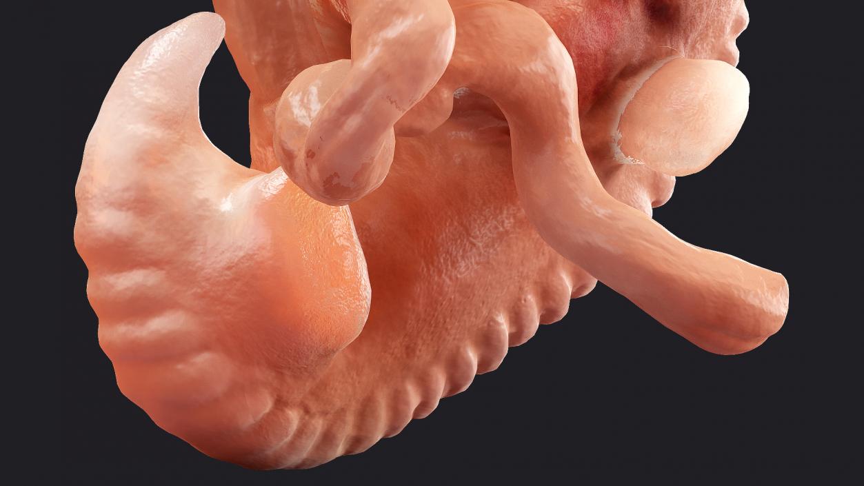 3D model Human Embryo 4 Weeks